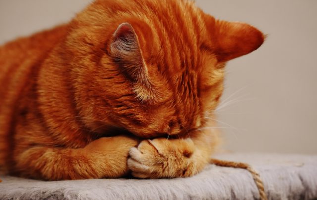 Karma uzupełniająca dla kotów Pillow – pyszna przekąska w kształcie poduszeczki dla kotów!